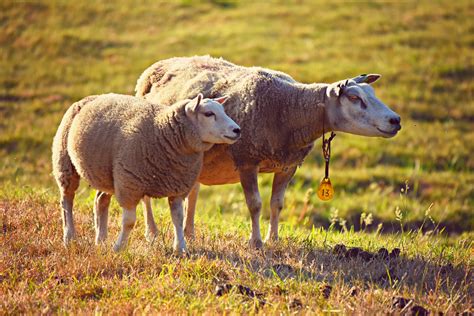 L'élevage du mouton